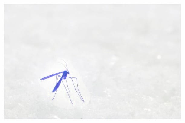 Mosquitos