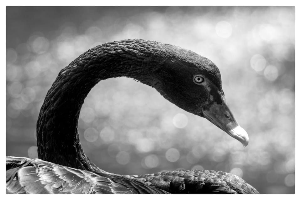 El Cisne Negro